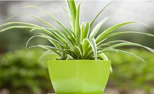 使用绿植进行上海室内除甲醛有效果吗？