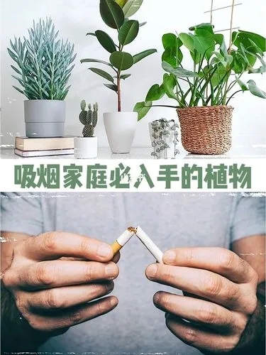 上海室内除烟味的绿植推荐