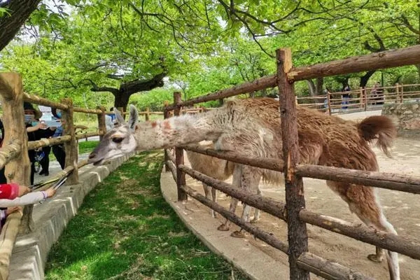 上海动物园除臭剂能够管理动物园浓浓的臭味