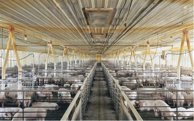 养殖时很重要工作就是上海养猪场除臭