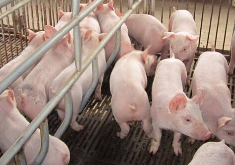 上海养猪场除臭在处理的时候有哪些关键点？