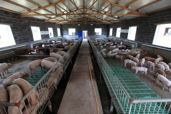 上海养猪场除臭的方案有哪些？