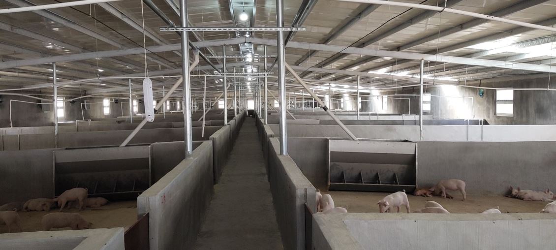 如何评估上海养猪场除臭的效果，并进行持续的优化和改进？